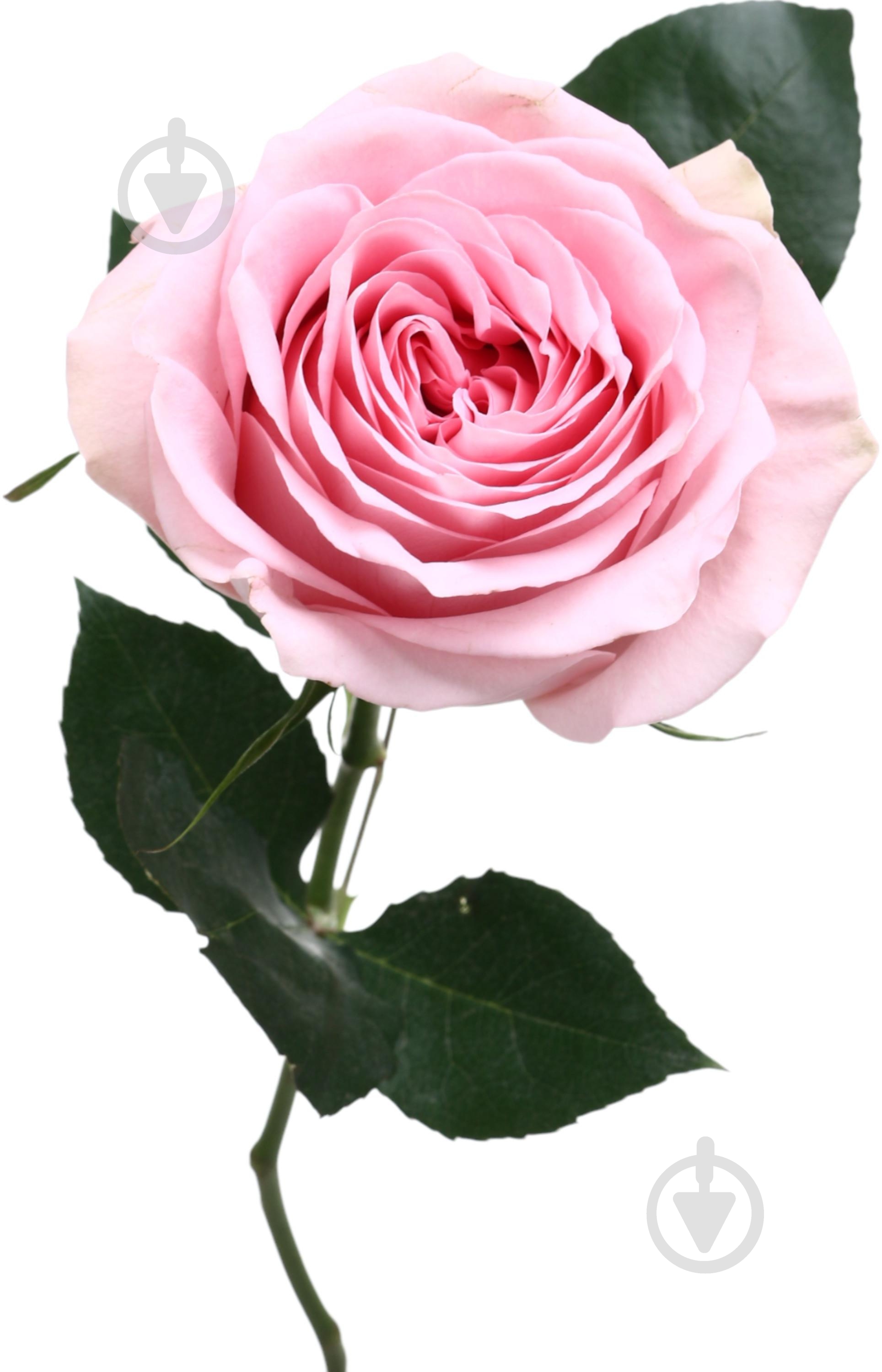 Роза Пинк Охара одноголовая пионовидная 70 см розовая (Украина) - фото 5