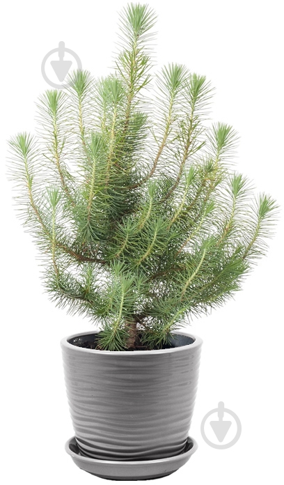 Растение Сосна Pinea Silver 17/50 - фото 1 Растение Сосна Pinea Silver 17/50 - фото 1