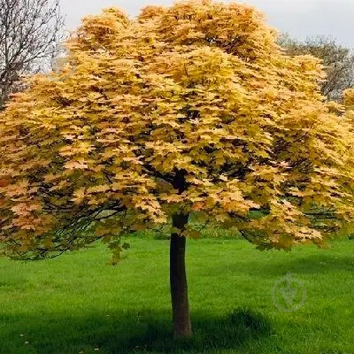 Саженец Клен Brilliantissimum С10 - фото 1