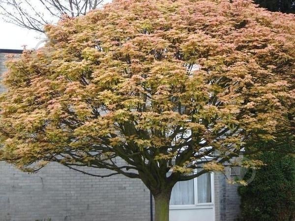 Саженец Клен Brilliantissimum С10 - фото 3