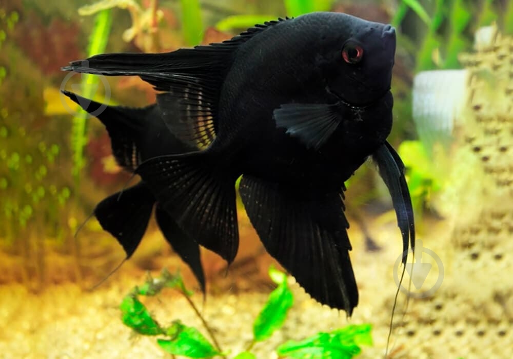 Рыбка Скалярия 3,5-5 см - фото 13