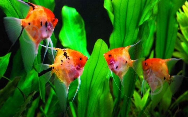 Рыбка Скалярия 3,5-5 см - фото 10