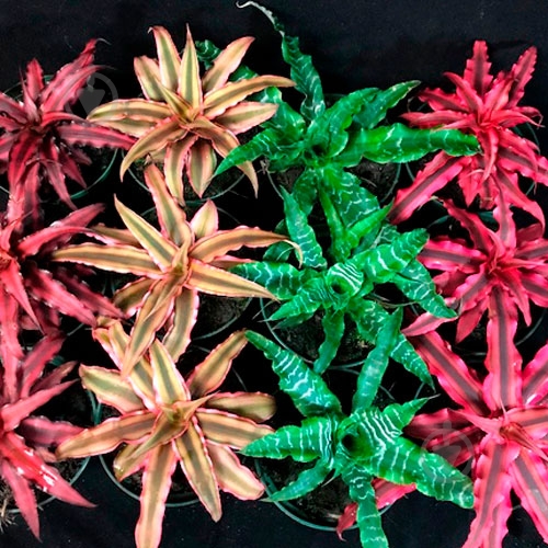 Растение комнатное Криптантус микс 9/10 - фото 1 Растение комнатное Криптантус микс 9/10 - фото 1