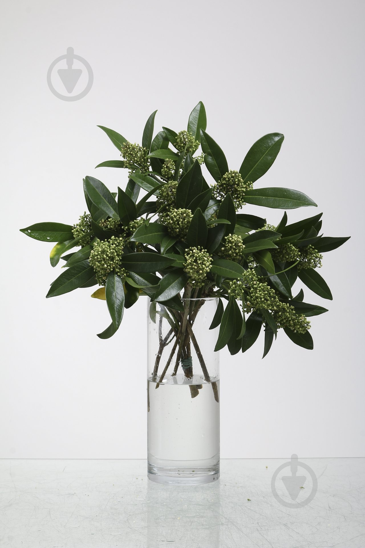 Скиммия зеленая (Нидерланды) - фото 1 Скиммия зеленая (Нидерланды) - фото 1