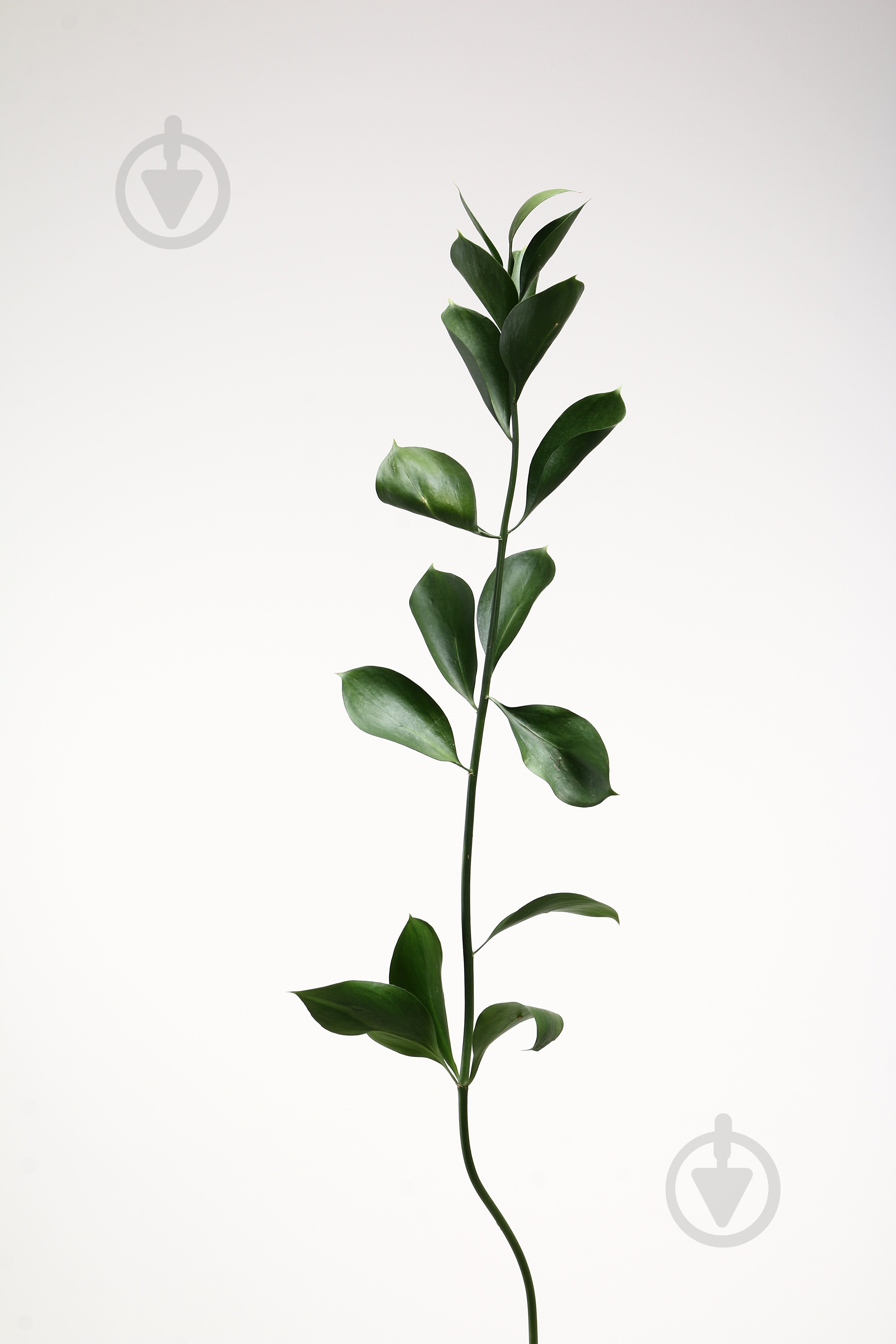 Рускус Aculeatus зеленый (Нидерланды) - фото 1