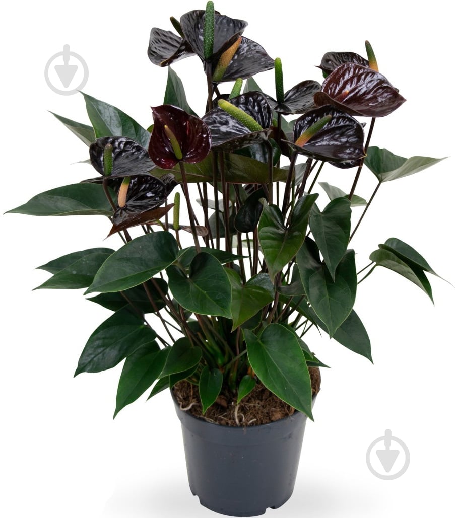 Растение Антуриум d12/h40 черный Black Love - фото 1