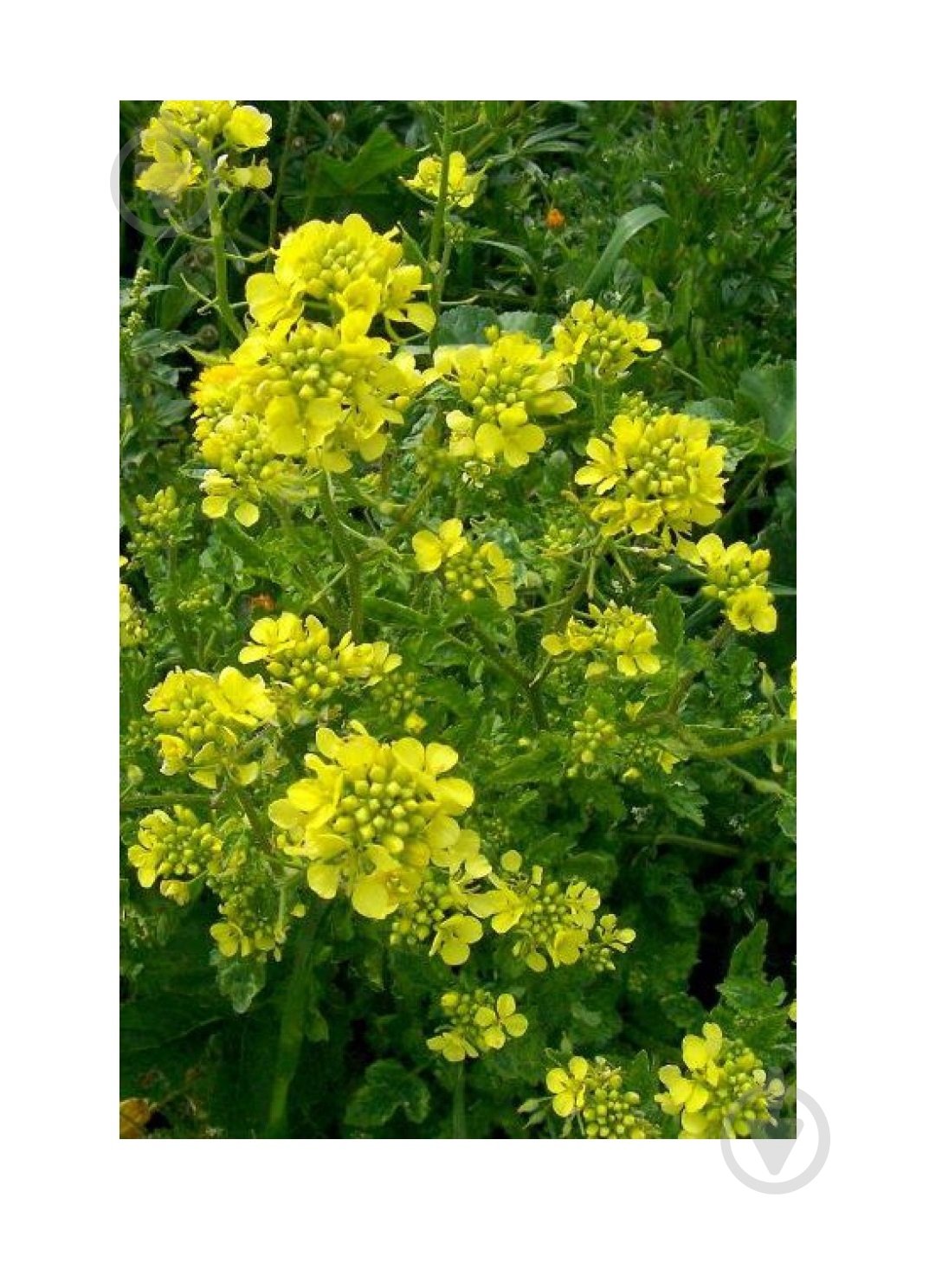 Семена Професійне насіння горчица желтая 1000 г (4820176697233) - фото 2 Семена Професійне насіння горчица желтая 1000 г (4820176697233) - фото 2