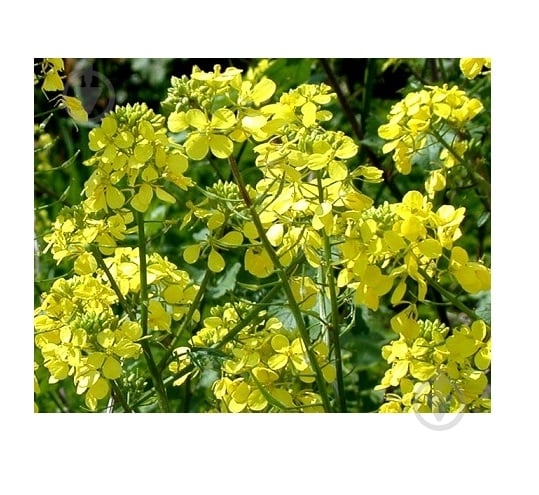 Семена Професійне насіння горчица желтая 1000 г (4820176697233) - фото 1 Семена Професійне насіння горчица желтая 1000 г (4820176697233) - фото 1