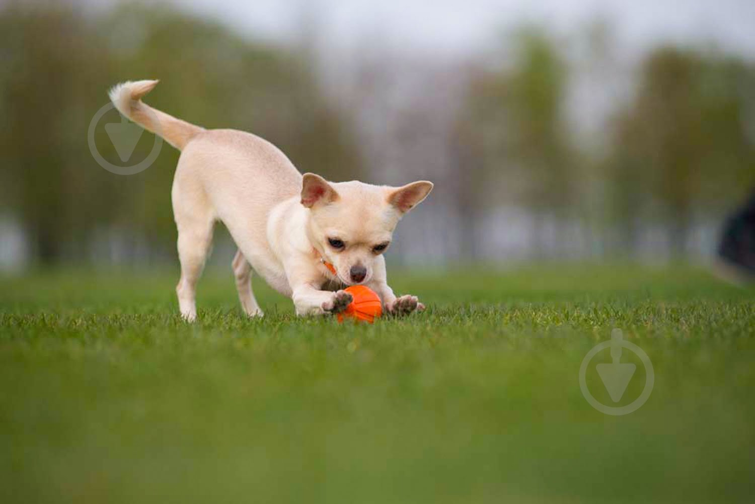 Мячик Liker 5 см - фото 5 Мячик Liker 5 см - фото 5