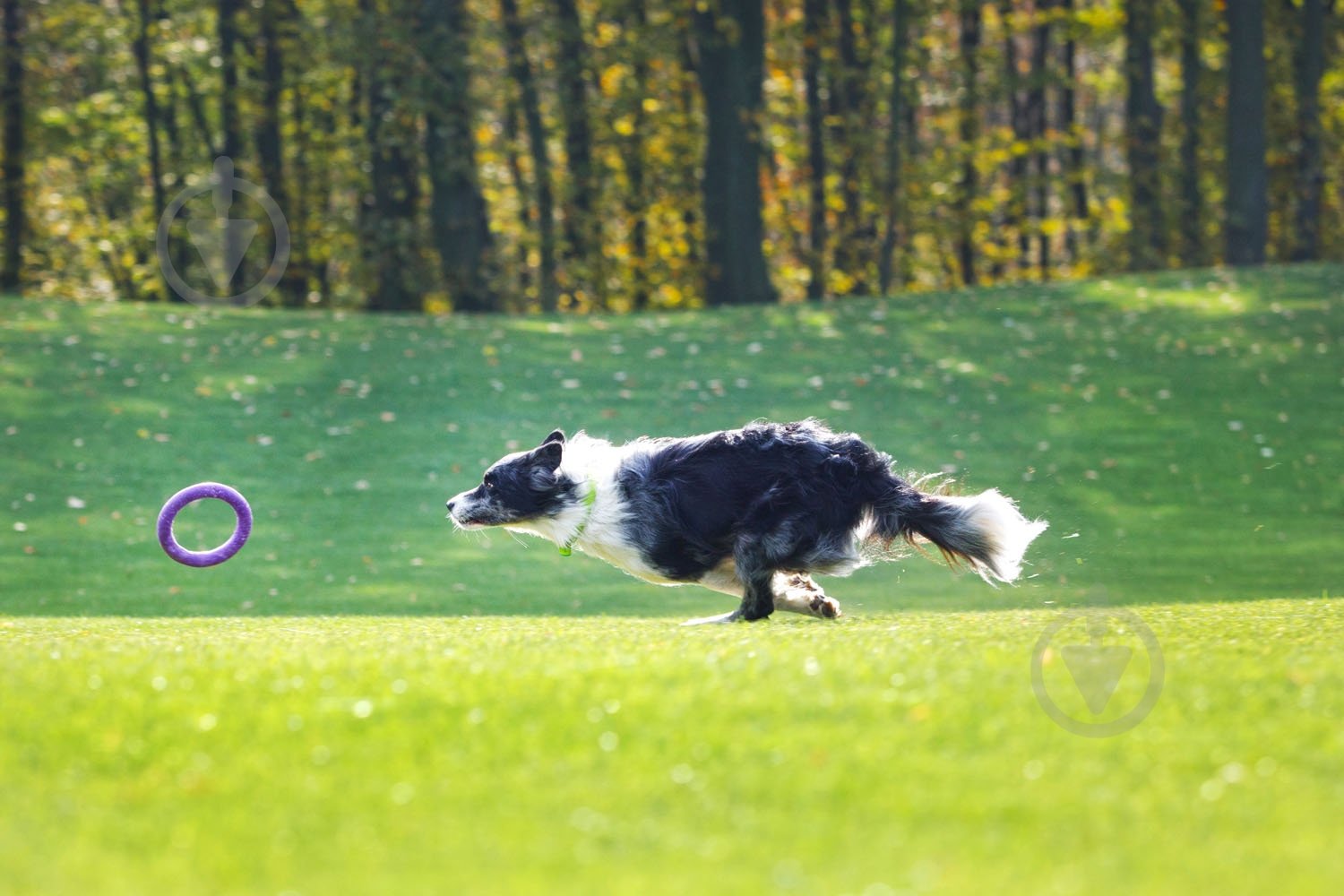 Снаряд тренувальний Puller Midi для собак 20 см - фото 6
