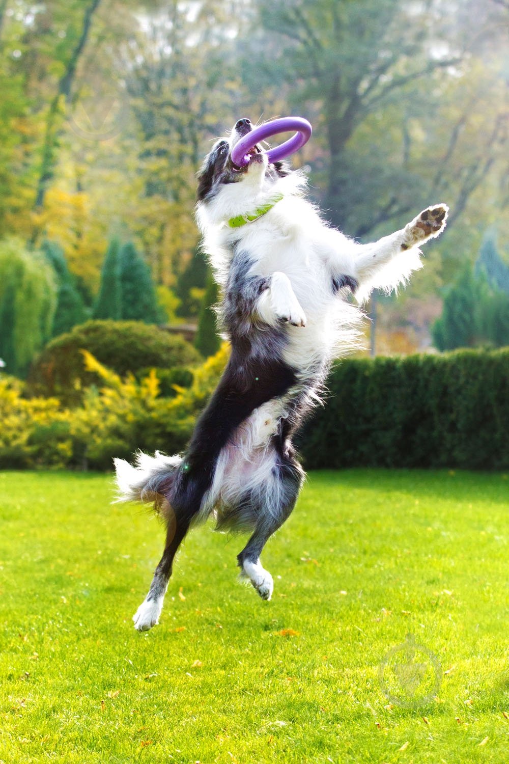 Снаряд тренувальний Puller Midi для собак 20 см - фото 5