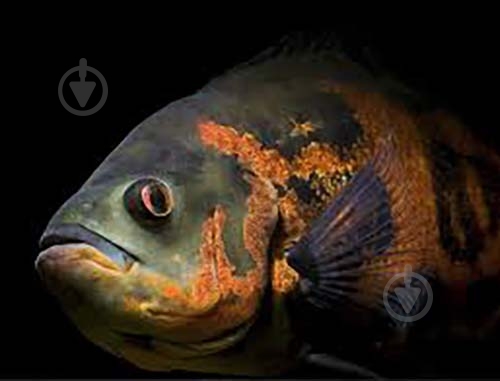 Рыбка Астронотус 5-7 см - фото 1