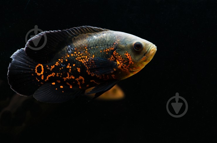 Рыбка Астронотус 5-7 см - фото 4