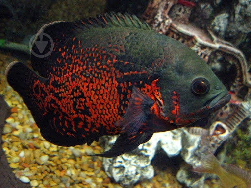 Рыбка Астронотус 5-7 см - фото 2