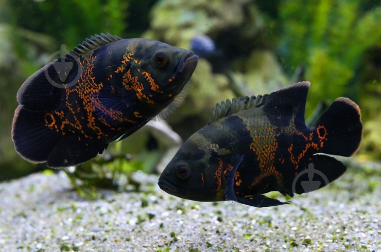 Рыбка Астронотус 5-7 см - фото 11