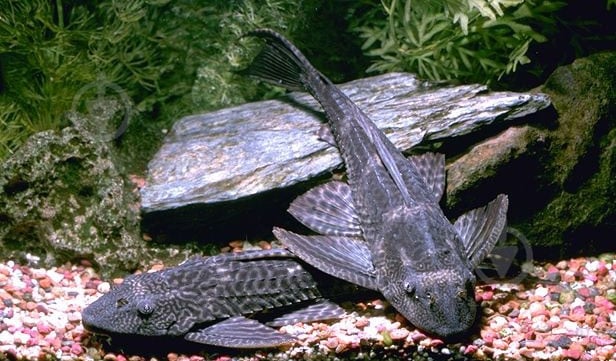 Рыбка Плекостомус 5 см - фото 1