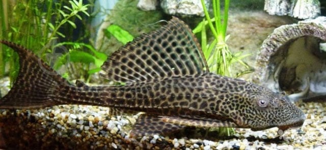 Рыбка Плекостомус 5 см - фото 2