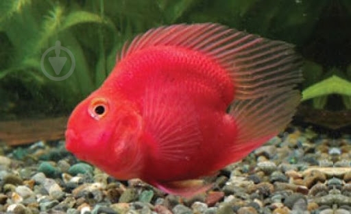 Рыбка Попугай пурпурный 6-7 см - фото 3