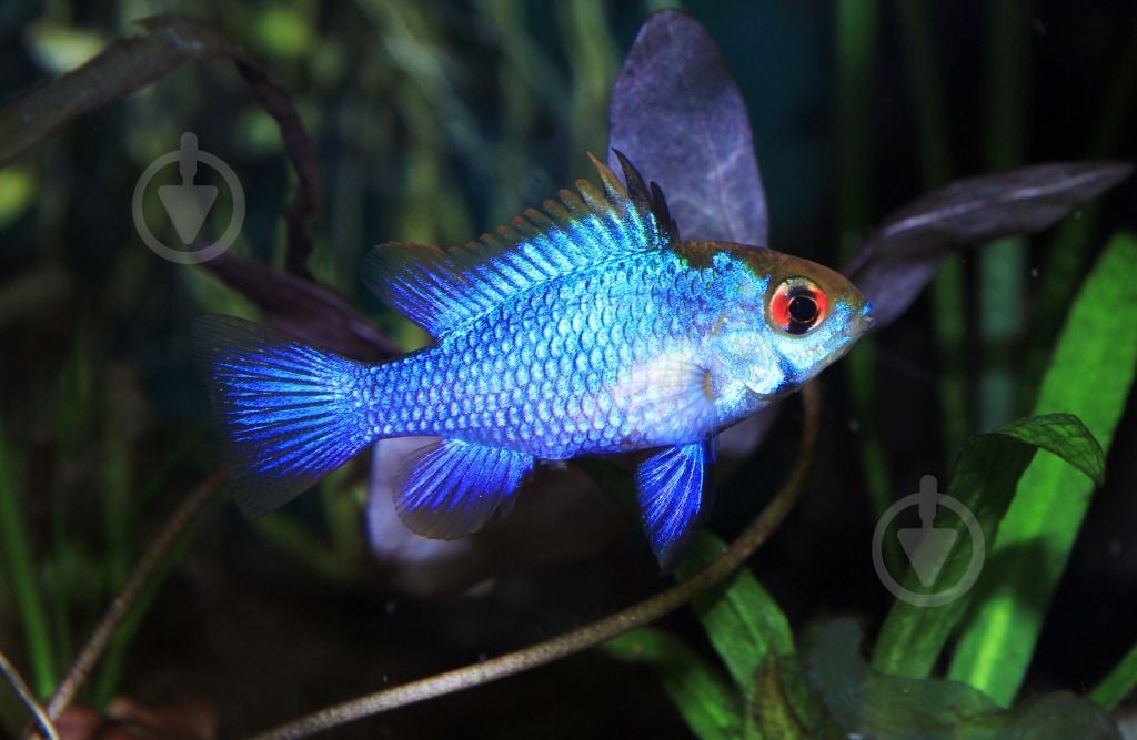 Рыбка Апистограмма блю Неон 3-4 см - фото 1 Рыбка Апистограмма блю Неон 3-4 см - фото 1