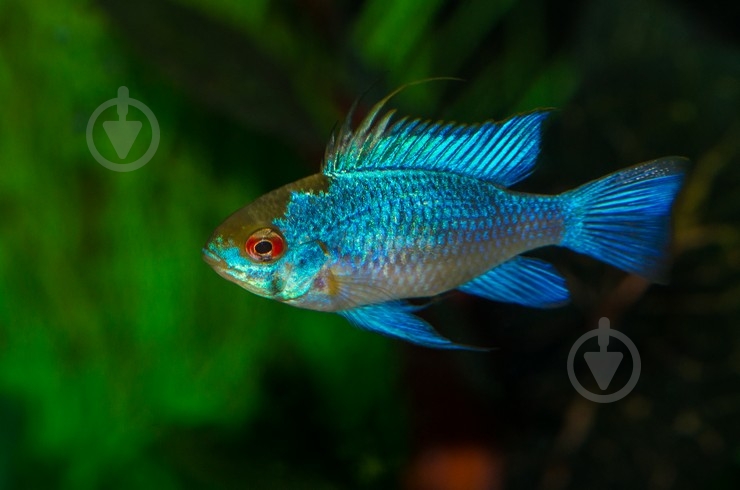 Рыбка Апистограмма блю Неон 3-4 см - фото 3 Рыбка Апистограмма блю Неон 3-4 см - фото 3