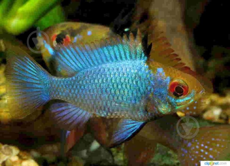 Рыбка Апистограмма блю Неон 3-4 см - фото 4 Рыбка Апистограмма блю Неон 3-4 см - фото 4