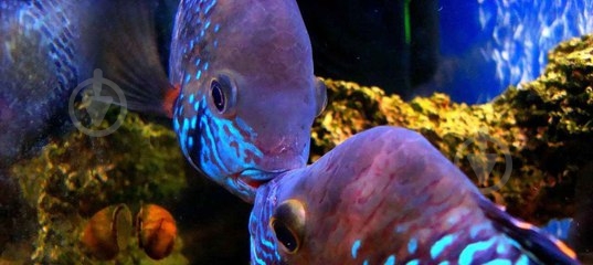 Рыбка Апистограмма блю Неон 3-4 см - фото 5 Рыбка Апистограмма блю Неон 3-4 см - фото 5