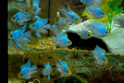 Рыбка Апистограмма блю Неон 3-4 см - фото 6 Рыбка Апистограмма блю Неон 3-4 см - фото 6