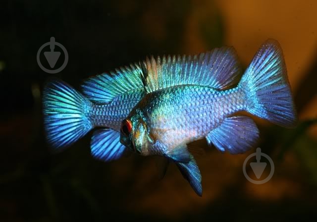 Рыбка Апистограмма блю Неон 3-4 см - фото 7 Рыбка Апистограмма блю Неон 3-4 см - фото 7