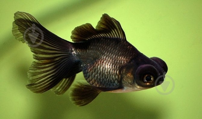 Рыбка Оранда черная 9-11 см - фото 5