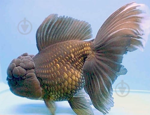 Рыбка Оранда черная 9-11 см - фото 6