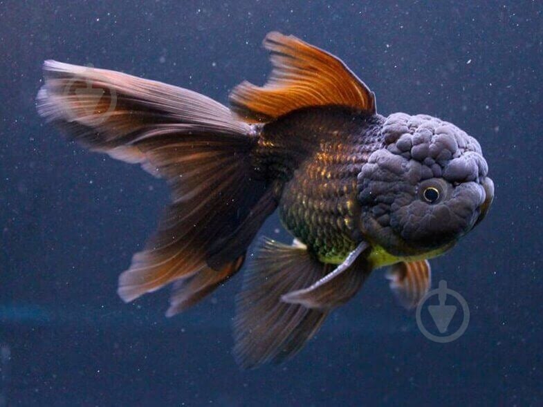 Рыбка Оранда черная 9-11 см - фото 3