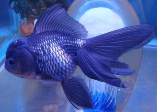 Рыбка Оранда черная 9-11 см - фото 4