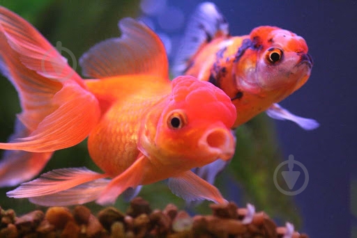 Рыбка Оранда красная 7-9,5 см - фото 1 Рыбка Оранда красная 7-9,5 см - фото 1