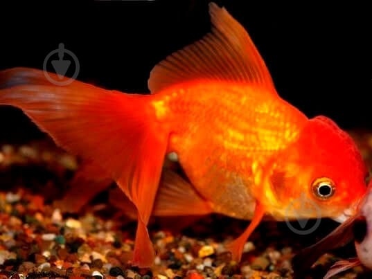 Рыбка Оранда красная 7-9,5 см - фото 4 Рыбка Оранда красная 7-9,5 см - фото 4