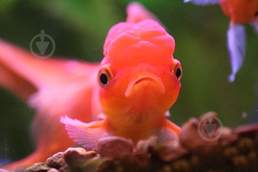 Рыбка Оранда красная 7-9,5 см - фото 5 Рыбка Оранда красная 7-9,5 см - фото 5