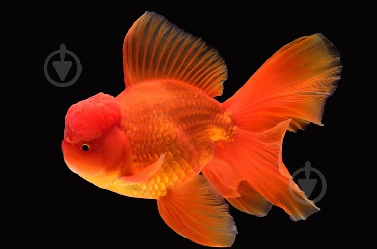Рыбка Оранда красная 7-9,5 см - фото 3 Рыбка Оранда красная 7-9,5 см - фото 3