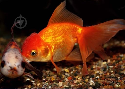 Рыбка Оранда красная 7-9,5 см - фото 6 Рыбка Оранда красная 7-9,5 см - фото 6