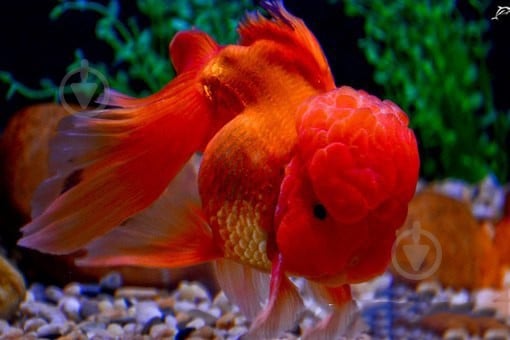 Рыбка Оранда красная 7-9,5 см - фото 2 Рыбка Оранда красная 7-9,5 см - фото 2