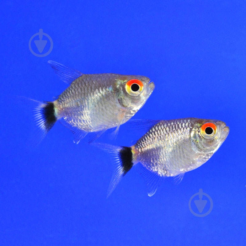 Рыбка Филомена дисковая - фото 1