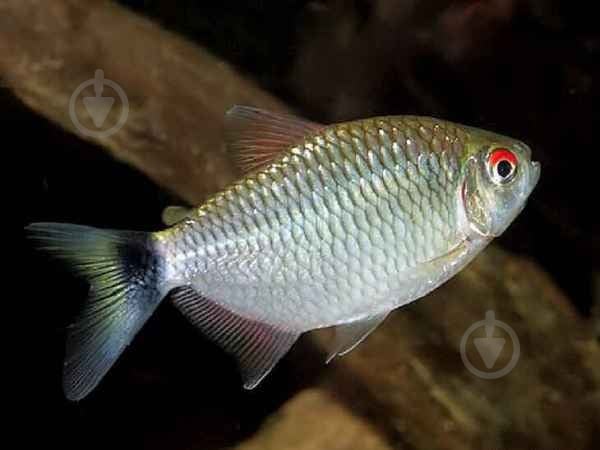 Рыбка Филомена дисковая - фото 6