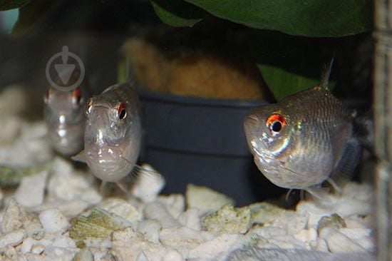 Рыбка Филомена дисковая - фото 4