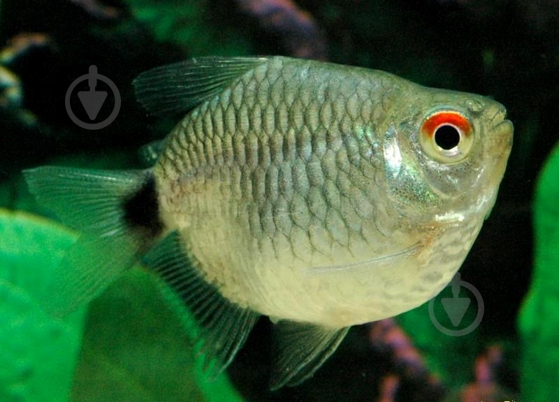 Рыбка Филомена дисковая - фото 7