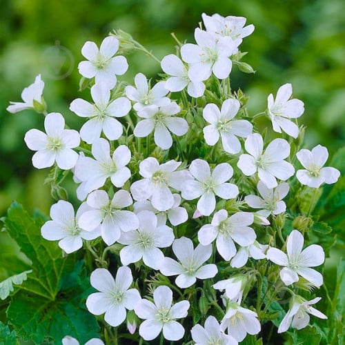 Корневище Яскрава Герань Album - фото 1