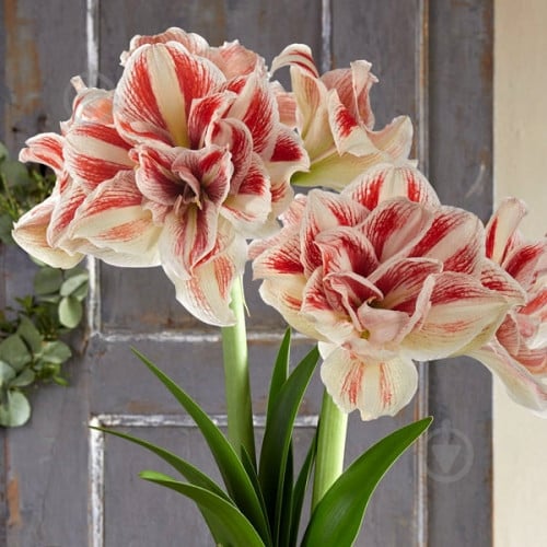 Луковица Яскрава Гиппеаструм махровый Bright Nymph - фото 1 Луковица Яскрава Гиппеаструм махровый Bright Nymph - фото 1