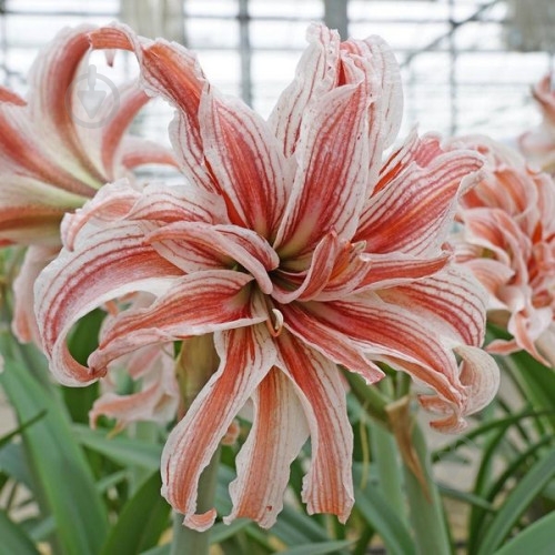 Луковица Яскрава Гиппеаструм махровый Doublet - фото 1