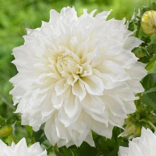 Корнеклубень Яскрава Георгина высокорослая Fleurel - фото 1 Корнеклубень Яскрава Георгина высокорослая Fleurel - фото 1