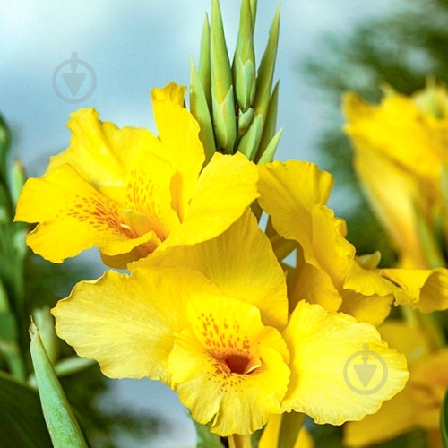 Коренебульба Яскрава Канна Richard Wallace - фото 1