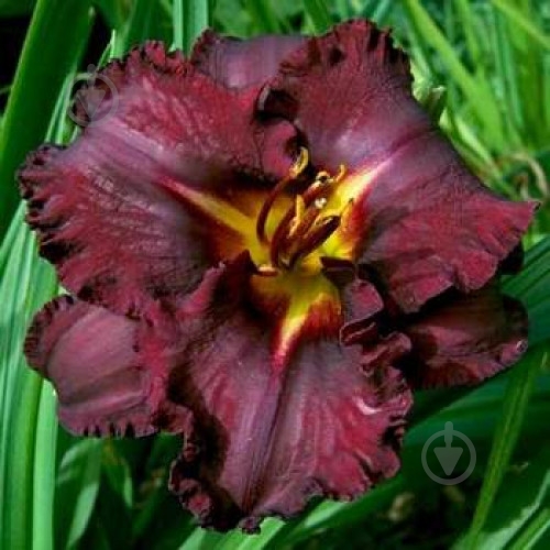 Корневище Яскрава Лилейник Black Stockings - фото 1 Корневище Яскрава Лилейник Black Stockings - фото 1