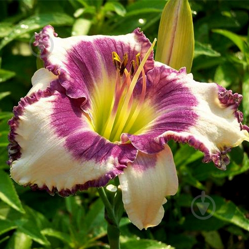 Кореневище Яскрава Лілійник Blueberry Cream - фото 1