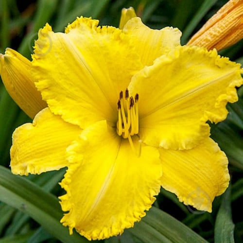 Корневище Яскрава Лилейник Erin Lea - фото 1